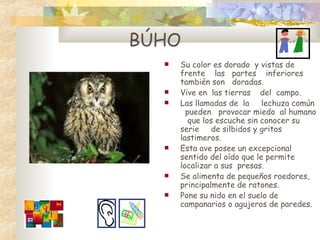 Su  color  es  dorado  y  vista s  de  frente  las  partes  inferiores también  son   doradas.  Vive e n  las  tierras  del  campo. Las l lamadas de  la  lechuza común  pueden  provocar  m iedo  al humano  que los escuche sin cono c er su serie  de silbidos y  g ritos lastimeros. E sta  a ve  posee  un excepcional  sentido  d el oído que le permite  localizar  a sus  presas. Se alimenta de pequeños roedores, principalmente de ratones.  Pone su nido en el suelo de campanarios o agujeros de paredes. BÚHO 