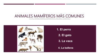 ANIMALES MAMÍFEROS MÁS COMUNESHTTPS://WWW.ANIMALESMAMIFEROS.ORG/MAS-COMUNES/
1. El perro
2. El gato
3. La vaca
4. La ballena
 