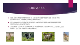 HERBÍVOROS
 LOS ANIMANES HERBÍVOROS SE ALIMENTAN DE VEGETALES, COMO POR
EJEMPLO PAJA, HIERBAS, HENO, ZANAHORIAS…
 LOS ANIMALES HERBÍVOROS TIENEN UNOS DIENTES PLANOS PARA PODER
MACHACAR LOS VEGETALES.
 ALGUNOS EJEMPLOS DE ANIMALES HERBÍVOROS SON LA VACA, LA OVEJA, LOS
CONEJOS,LOS ELEFANTES, LAS JIRAFAS…
 