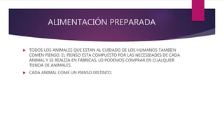 ALIMENTACIÓN PREPARADA
 TODOS LOS ANIMALES QUE ESTAN AL CUIDADO DE LOS HUMANOS TAMBIEN
COMEN PIENSO, EL PIENSO ESTÁ COMPUESTO POR LAS NECESIDADES DE CADA
ANIMAL Y SE REALIZA EN FÁBRICAS, LO PODEMOS COMPRAR EN CUALQUIER
TIENDA DE ANIMALES.
 CADA ANIMAL COME UN PIENSO DISTINTO.
 