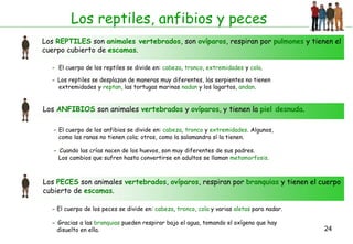 24
Los reptiles, anfibios y peces
Los REPTILES son animales vertebrados, son ovíparos, respiran por pulmones y tienen el
cuerpo cubierto de escamas.
- El cuerpo de los reptiles se divide en: cabeza, tronco, extremidades y cola.
- Los reptiles se desplazan de maneras muy diferentes, las serpientes no tienen
extremidades y reptan, las tortugas marinas nadan y los lagartos, andan.
Los ANFIBIOS son animales vertebrados y ovíparos, y tienen la piel desnuda.
- El cuerpo de los anfibios se divide en: cabeza, tronco y extremidades. Algunos,
como las ranas no tienen cola; otros, como la salamandra sí la tienen.
- Cuando las crías nacen de los huevos, son muy diferentes de sus padres.
Los cambios que sufren hasta convertirse en adultos se llaman metamorfosis.
Los PECES son animales vertebrados, ovíparos, respiran por branquias y tienen el cuerpo
cubierto de escamas.
- El cuerpo de los peces se divide en: cabeza, tronco, cola y varias aletas para nadar.
- Gracias a las branquias pueden respirar bajo el agua, tomando el oxígeno que hay
disuelto en ella.
 