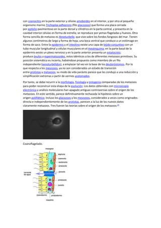 con coanocitos en la parte exterior y células ameboides en el interior, y por otra al pequeño
organismo marino Trichoplax adhaerens (filo placozoos) que forma una placa cerrada
por epitelio pavimentoso en la parte dorsal y cilíndrico en la parte central, y presenta en la
cavidad interior células en forma de estrella; se reproduce por yemas flageladas y huevos. Otra
forma sencilla de metazoo es Xenoturbella, que vive sobre los fondos fangosos del mar. Tienen
algunos centímetros de largo y forma de hoja, una boca ventral que conduce a un estómago en
forma de saco. Entre la epidermis y el intestino existe una capa de tejido conjuntivo con un
tubo muscular longitudinal y células musculares en el mesénquima; en la parte basal de la
epidermis existe un plexo nervioso y en la parte anterior presenta un estatocisto;
produce óvulos y espermatozoides, estos idénticos a los de diferentes metazoos primitivos. Su
posición sistemática es incierta, habiéndose propuesto como miembro de un filo
independiente (xenoturbélidos), a emplazar tal vez en la base de los deuteróstomos. Por lo
que respecta a los mesozoos, ya no son considerados un estado de transición
entre protistas y metazoos; su modo de vida parásito parece que les condujo a una reducción y
simplificación extremas a partir de vermes acelomados.
Por tanto, se debe recurrir a la morfología, fisiología y ontogenia comparadas de los metazoos
para poder reconstruir esta etapa de la evolución. Los datos obtenidos con microscopía
electrónica y análisis moleculares han apagado antiguas controversias sobre el origen de los
metazoos. En este sentido, parece definitivamente rechazada la hipótesis sobre un
origen polifilético; incluso los placozoos y los mesozoos, considerados a veces como originados
directa e independientemente de los protistas, parecen a la luz de los nuevos datos
claramente metazoos. Tres fueron las teorías sobre el origen de los metazoos:25
Coanoflagelado.
 