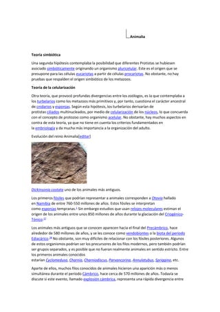 Animalia
Teoría simbiótica
Una segunda hipótesis contemplaba la posibilidad que diferentes Protistas se hubiesen
asociado simbióticamente originando un organismo pluricelular. Este es el origen que se
presupone para las células eucariotas a partir de células procariotas. No obstante, no hay
pruebas que respalden el origen simbiótico de los metazoos.
Teoría de la celularización
Otra teoría, que provocó profundas divergencias entre los zoólogos, es la que contemplaba a
los turbelarios como los metazoos más primitivos y, por tanto, cuestiona el carácter ancestral
de cnidarios y esponjas. Según esta hipótesis, los turbelarios derivarían de
protistas ciliados multinucleados, por medio de celularización de los núcleos, lo que concuerda
con el concepto de protozoo como organismo acelular. No obstante, hay muchos aspectos en
contra de esta teoría, ya que no tiene en cuenta los criterios fundamentados en
la embriología y da mucha más importancia a la organización del adulto.
Evolución del reino Animalia[editar]
Dickinsonia costata uno de los animales más antiguos.
Los primeros fósiles que podrían representar a animales corresponden a Otavia hallado
en Namibia de entre 760-550 millones de años. Estos fósiles se interpretan
como esponjas tempranas.1
Sin embargo estudios que usan relojes moleculares estiman el
origen de los animales entre unos 850 millones de años durante la glaciación del Criogénico-
Tónico.27
Los animales más antiguos que se conocen aparecen hacia el final del Precámbrico, hace
alrededor de 580 millones de años, y se les conoce como vendobiontes o la biota del periodo
Ediacárico.28
No obstante, son muy difíciles de relacionar con los fósiles posteriores. Algunos
de estos organismos podrían ser los precursores de los filos modernos, pero también podrían
ser grupos separados, y es posible que no fueran realmente animales en sentido estricto. Entre
los primeros animales conocidos
estarían Cyclomedusa, Charnia, Charniodiscus, Parvancorina, Annulatubus, Spriggina, etc.
Aparte de ellos, muchos filos conocidos de animales hicieron una aparición más o menos
simultánea durante el período Cámbrico, hace cerca de 570 millones de años. Todavía se
discute si este evento, llamado explosión cámbrica, representa una rápida divergencia entre
 