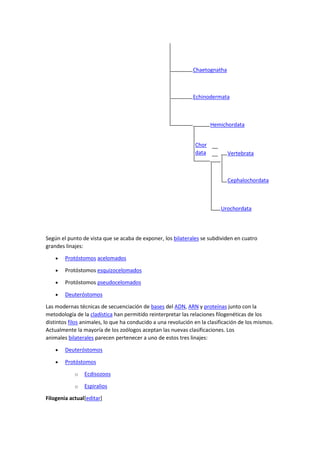 Chaetognatha
Echinodermata
Hemichordata
Chor
data
__
__ Vertebrata
Cephalochordata
Urochordata
Según el punto de vista que se acaba de exponer, los bilaterales se subdividen en cuatro
grandes linajes:
 Protóstomos acelomados
 Protóstomos esquizocelomados
 Protóstomos pseudocelomados
 Deuteróstomos
Las modernas técnicas de secuenciación de bases del ADN, ARN y proteínas junto con la
metodología de la cladística han permitido reinterpretar las relaciones filogenéticas de los
distintos filos animales, lo que ha conducido a una revolución en la clasificación de los mismos.
Actualmente la mayoría de los zoólogos aceptan las nuevas clasificaciones. Los
animales bilaterales parecen pertenecer a uno de estos tres linajes:
 Deuteróstomos
 Protóstomos
o Ecdisozoos
o Espiralios
Filogenia actual[editar]
 
