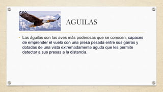 AGUILAS
• Las águilas son las aves más poderosas que se conocen, capaces
de emprender el vuelo con una presa pesada entre sus garras y
dotadas de una vista extremadamente aguda que les permite
detectar a sus presas a la distancia.
 