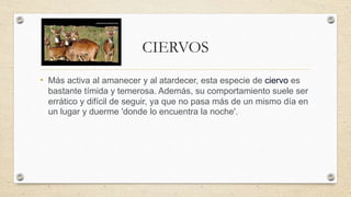 CIERVOS
• Más activa al amanecer y al atardecer, esta especie de ciervo es
bastante tímida y temerosa. Además, su comportamiento suele ser
errático y difícil de seguir, ya que no pasa más de un mismo día en
un lugar y duerme 'donde lo encuentra la noche'.
 