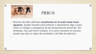 PRROS
• Muchos de ellos disfrutan escarbando en el suelo hasta hacer
agujeros. Suelen hacerlo para enterrar o desenterrar algo o para
crear un refugio y protegerse de las temperaturas extremas. Sin
embargo, hay que tener cuidado, si tu perro escarba en exceso,
puede que sea un signo de ansiedad o de falta de ejercicio.
•
 