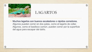 LAGARTOS
• Muchos lagartos son buenos escaladores o rápidos corredores.
Algunos pueden correr en dos patas, como el lagarto de collar.
Algunos, como el basilisco común, pueden correr por la superficie
del agua para escapar del daño.
 
