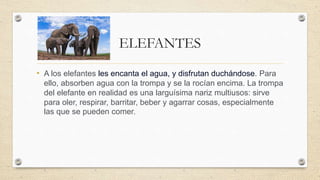 ELEFANTES
• A los elefantes les encanta el agua, y disfrutan duchándose. Para
ello, absorben agua con la trompa y se la rocían encima. La trompa
del elefante en realidad es una larguísima nariz multiusos: sirve
para oler, respirar, barritar, beber y agarrar cosas, especialmente
las que se pueden comer.
 