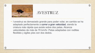 AVESTRUZ
• l avestruz es demasiado grande para poder volar, en cambio se ha
adaptado perfectamente a correr a gran velocidad, siendo la
criatura más rápida que existe sobre dos patas. Alcanza
velocidades de más de 70 km/hr. Patas adaptadas con rodillas
flexibles y ágiles pies con dos dedos.
 