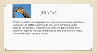 JIRAFAS
• Podemos definir a las jirafas como animales tranquilos, pacíficos y
sociales. Las jirafas duermen de pie, como también pueden
hacerlo los caballos, trabando sus patas ya que echadas sólo
duermen algunos minutos al día porque esta posición las vuelve
vulnerables para sus predadores.
 