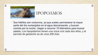 IPOPOAMOS
• Sus hábitos son nocturnos, ya que suelen permanecer la mayor
parte del día sumergidos en el agua descansando, y buscan
comida por la noche. Llegan a recorrer 10 kilómetros para buscar
pastos. Los hipopótamos tienen una única cría cada dos años, y el
período de gestación es de unos 200 días.
 