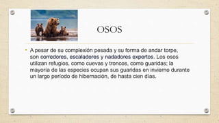 OSOS
• A pesar de su complexión pesada y su forma de andar torpe,
son corredores, escaladores y nadadores expertos. Los osos
utilizan refugios, como cuevas y troncos, como guaridas; la
mayoría de las especies ocupan sus guaridas en invierno durante
un largo período de hibernación, de hasta cien días.
 