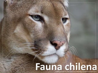 Fauna chilena
Imagen portada en: http://commons.wikimedia.org/wiki/Chile?uselang=es
 