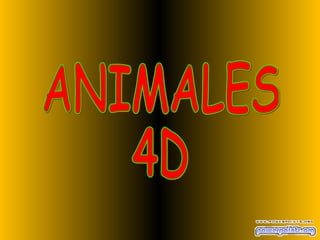 ANIMALES 4D 