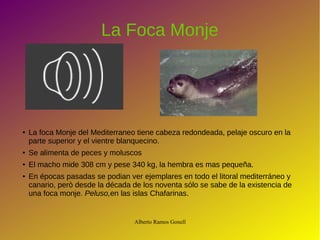 Alberto Ramos Gonell
La Foca Monje
● La foca Monje del Mediterraneo tiene cabeza redondeada, pelaje oscuro en la
parte superior y el vientre blanquecino.
● Se alimenta de peces y moluscos
●
El macho mide 308 cm y pese 340 kg, la hembra es mas pequeña.
● En épocas pasadas se podian ver ejemplares en todo el litoral mediterráneo y
canario, però desde la década de los noventa sólo se sabe de la existencia de
una foca monje. Peluso,en las islas Chafarinas.
 