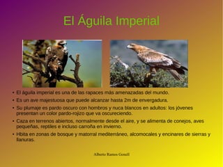 Alberto Ramos Gonell
El Águila Imperial
● El águila imperial es una de las rapaces más amenazadas del mundo.
● Es un ave majestuosa que puede alcanzar hasta 2m de envergadura.
● Su plumaje es pardo oscuro con hombros y nuca blancos en adultos: los jóvenes
presentan un color pardo-rojizo que va oscureciendo.
● Caza en terrenos abiertos, normalmente desde el aire, y se alimenta de conejos, aves
pequeñas, reptiles e incluso carroña en invierno.
● Hbita en zonas de bosque y matorral mediterráneo, alcomocales y encinares de sierras y
llanuras.
 