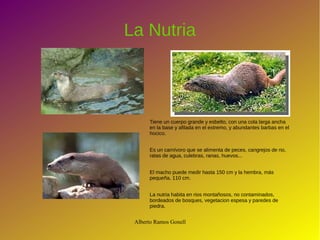 Alberto Ramos Gonell
La Nutria
Tiene un cuerpo grande y esbelto, con una cola larga ancha
en la base y afilada en el extremo, y abundantes barbas en el
hocico.
Es un carnívoro que se alimenta de peces, cangrejos de rio,
ratas de agua, culebras, ranas, huevos...
El macho puede medir hasta 150 cm y la hembra, más
pequeña, 110 cm.
La nutria habita en rios montañosos, no contaminados,
bordeados de bosques, vegetacion espesa y paredes de
piedra.
 