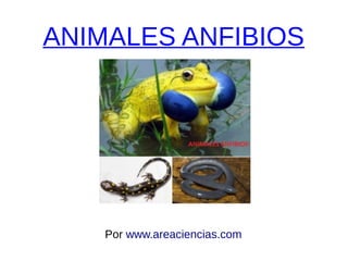 ANIMALES ANFIBIOS
Por www.areaciencias.com
 