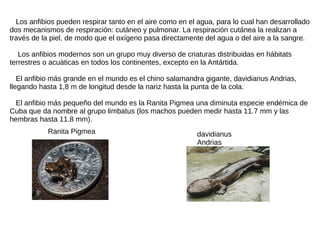 Los anfibios pueden respirar tanto en el aire como en el agua, para lo cual han desarrollado
dos mecanismos de respiración: cutáneo y pulmonar. La respiración cutánea la realizan a
través de la piel, de modo que el oxígeno pasa directamente del agua o del aire a la sangre.
Los anfibios modernos son un grupo muy diverso de criaturas distribuidas en hábitats
terrestres o acuáticas en todos los continentes, excepto en la Antártida.
El anfibio más grande en el mundo es el chino salamandra gigante, davidianus Andrias,
llegando hasta 1,8 m de longitud desde la nariz hasta la punta de la cola.
El anfibio más pequeño del mundo es la Ranita Pigmea una diminuta especie endémica de
Cuba que da nombre al grupo limbatus (los machos pueden medir hasta 11.7 mm y las
hembras hasta 11.8 mm).
davidianus
Andrias
Ranita Pigmea
 