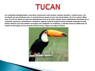 Los ranfástidos (Ramphastidae), conocidos comúnmente como tucanes, diotedé, diostedé, o "paloma lucia" ,son
una familia de aves piciformes que se caracterizan por poseer un pico muy desarrollado y de vivos colores. Miden
entre 18 y 63 cm, siendo el tucán toco (Ramphastos toco) el de mayor tamaño. Están ampliamente distribuido por el
continente americano, desde México a Argentina. Algunas especies prefieren selvas húmedas tropicales de baja
altitud, mientras que otras habitan en bosques más templados en cordilleras, a altitudes hasta los 3000 msnm. El
nombre de este grupo de aves procede del tupi tucana, lengua con origen en Brasil.
 