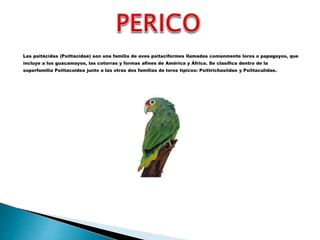 Las psitácidas (Psittacidae) son una familia de aves psitaciformes llamadas comúnmente loros o papagayos, que
incluye a los guacamayos, las cotorras y formas afines de América y África. Se clasifica dentro de la
superfamilia Psittacoidea junto a las otras dos familias de loros típicos: Psittrichasiidae y Psittaculidae.
 