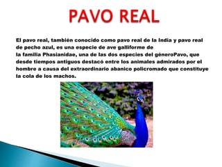 El pavo real, también conocido como pavo real de la India y pavo real
de pecho azul, es una especie de ave galliforme de
la familia Phasianidae, una de las dos especies del géneroPavo, que
desde tiempos antiguos destacó entre los animales admirados por el
hombre a causa del extraordinario abanico policromado que constituye
la cola de los machos.
 