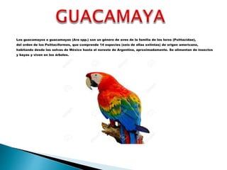 Los guacamayos o guacamayas (Ara spp.) son un género de aves de la familia de los loros (Psittacidae),
del orden de los Psittaciformes, que comprende 14 especies (seis de ellas extintas) de origen americano,
habitando desde las selvas de México hasta el noreste de Argentina, aproximadamente. Se alimentan de insectos
y bayas y viven en los árboles.
 