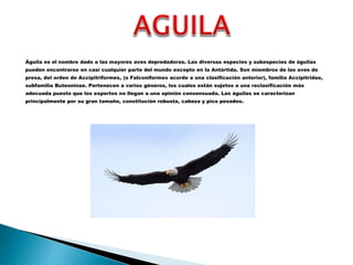 Águila es el nombre dado a las mayores aves depredadoras. Las diversas especies y subespecies de águilas
pueden encontrarse en casi cualquier parte del mundo excepto en la Antártida. Son miembros de las aves de
presa, del orden de Accipitriformes, (o Falconiformes acorde a una clasificación anterior), familia Accipitridae,
subfamilia Buteoninae. Pertenecen a varios géneros, los cuales están sujetos a una reclasificación más
adecuada puesto que los expertos no llegan a una opinión consensuada. Las águilas se caracterizan
principalmente por su gran tamaño, constitución robusta, cabeza y pico pesados.
 