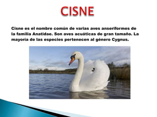 Cisne es el nombre común de varias aves anseriformes de
la familia Anatidae. Son aves acuáticas de gran tamaño. La
mayoría de las especies pertenecen al género Cygnus.
 