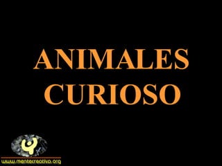 ANIMALES CURIOSO 
