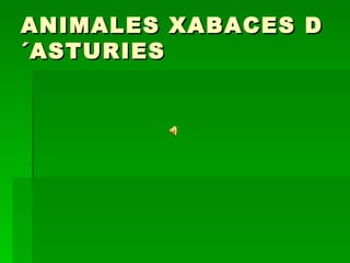 ANIMALES XABACES D´ASTURIES 