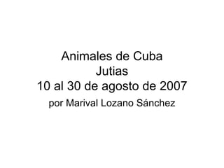 Animales de Cuba Jutias 10 al 30 de agosto de 2007 por Marival Lozano Sánchez 