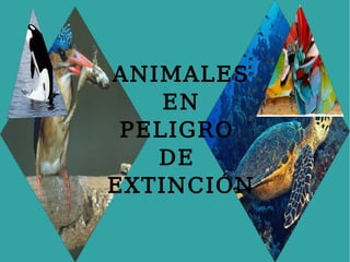 ANIMALES
        EN
     PELIGRO
       DE
    EXTINCIÓN

         
 