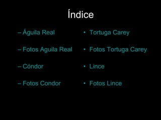 Índice Águila Real Fotos  Aguila  Real Cóndor Fotos  Condor Tortuga Carey  Fotos Tortuga Carey Lince Fotos Lince 