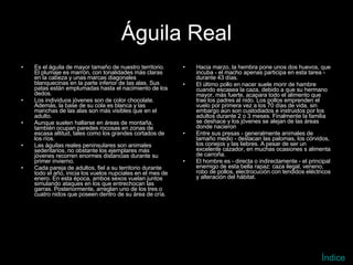 Águila Real Es el águila de mayor tamaño de nuestro territorio. El plumaje es marrón, con tonalidades más claras en la cabeza y unas marcas diagonales blanquecinas en la parte inferior de las alas. Sus patas están emplumadas hasta el nacimiento de los dedos. Los individuos jóvenes son de color chocolate. Además, la base de su cola es blanca y las manchas de las alas son más visibles que en el adulto. Aunque suelen hallarse en áreas de montaña, también ocupan paredes rocosas en zonas de escasa altitud, tales como los grandes cortados de los ríos. Las águilas reales peninsulares son animales sedentarios, no obstante los ejemplares más jóvenes recorren enormes distancias durante su primer invierno. Cada pareja de adultos, fiel a su territorio durante todo el año, inicia los vuelos nupciales en el mes de enero. En esta época, ambos sexos vuelan juntos simulando ataques en los que entrechocan las garras. Posteriormente, arreglan uno de los tres o cuatro nidos que poseen dentro de su área de cría.   Hacia marzo, la hembra pone unos dos huevos, que incuba - el macho apenas participa en esta tarea - durante 43 días. El último pollo en nacer suele morir de hambre cuando escasea la caza, debido a que su hermano mayor, más fuerte, acapara todo el alimento que trae los padres al nido. Los pollos emprenden el vuelo por primera vez a los 70 días de vida, sin embargo aún son custodiados e instruidos por los adultos durante 2 o 3 meses. Finalmente la familia se deshace y los jóvenes se alejan de las áreas donde nacieron Entre sus presas - generalmente animales de tamaño medio - destacan las palomas, los córvidos, los conejos y las liebres. A pesar de ser un excelente cazador, en muchas ocasiones s alimenta de carroña. El hombre es - directa o indirectamente - el principal enemigo de esta bella rapaz: caza ilegal, veneno, robo de pollos, electrocución con tendidos eléctricos y alteración del hábitat. Índice 