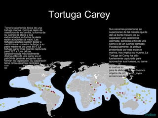 Tortuga Carey Tiene la apariencia típica de una tortuga marina. Como el resto de miembros de su familia, la forma de su cuerpo es plana y sus extremidades en forma de aleta están adaptadas al nado. Las tortugas adultas pueden llegar a medir hasta un metro de largo y su peso medio es de unos 80 k. La tortuga carey más grande capturada pesó 127 k. Una de las características más fácilmente distinguibles de una carey es el patrón de gruesas escamas que forman su caparazón. Su caparazón tiene cinco escamas centrales y cua tro   pares de  escamas laterales co mo varios  miembros de la misma  familia.   Sus escamas posteriores se superponen de tal manera que le dan al borde trasero de su caparazón una apariencia aserrada, parecida al filo de una sierra o de un cuchillo dentado.   Paradójicamente, la belleza presentada por esta especie marina, hoy implica su muerte .La Tortuga de Carey ha sido fuertemente capturada para aprovechar sus huevos, su carne , su piel y sobretodo su caparazón, el cual es su mamente  apreciado para la elaborac ión de diversos  objetos de orn amento, joyas  y armazones de lent es.  Índice 