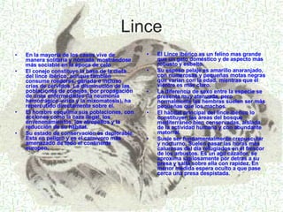 Lince El Lince Ibérico es un felino mas grande que un gato doméstico y de aspecto más robusto y esbelto. Su espeso pelaje es amarillo anaranjado, con numerosas y pequeñas motas negras que varían con la edad, mientras que el vientre es más claro.  La diferencia de sexo entre la especie se presenta muy atenuada, pero normalmente las hembras suelen ser más pequeñas que los machos. El hábitat principal del lince ibérico lo constituyen las áreas del bosque mediterráneo bien conservadas, aislada de la actividad humana y con abundante matorral. Suele ser fundamentalmente crepuscular y nocturno. Suelen pasar las horas más calurosas del día refugiados en el frescor de los arbustos. Es un agil cazador, se aproxima sigilosamente por detras a su presa y salta sobre ella con rapidez. En menor medida espera oculto a que pase cerca una presa despistada. En la mayoría de los casos vive de manera solitaria y nómada, mostrándose más sociable en la época de celo El conejo constituye la base de la dieta del lince ibérico, aunque también consume roedores, ganado e incluso crías de cérvidos. La disminución de las poblaciones de conejos, por propagación de unas enfermedades (la neumonía hemorrágico-vírica y la mixomatosis), ha repercutido directamente sobre él. El hombre esquilma sus poblaciones, con acciones como la caza ilegal, los envenenamientos, los atropellos y la reducción de su hábitat. Su estado de conservacion es deplorable. Esta en peligro y es el carnívoro más amenazado de todo el continente europeo. Índice 