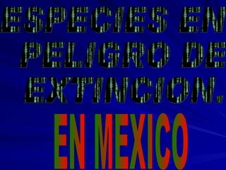 ESPECIES EN PELIGRO DE EXTINCION. EN MEXICO 