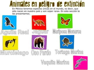                                                                        En México tenemos especies únicas en el mundo, es decir, que sólo nacen en nuestro país y son súper raras. En esta sección te las presentamos. Aguila Real Jaguar Mariposa Monarca Murcielago Oso Pardo Tortuga Marina Vaquita Marina 