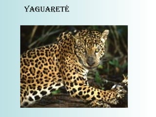 YAGUARETÉ