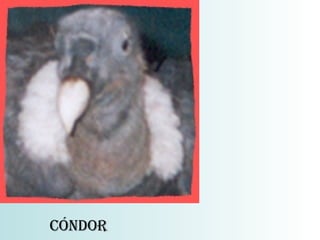 CÓNDOR