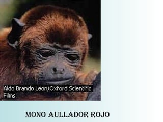 MONO AULLADOR ROJO