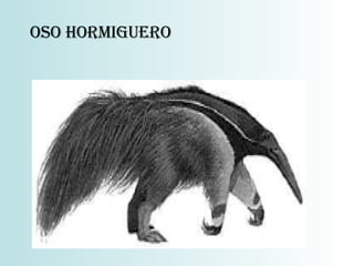 OSO HORMIGUERO