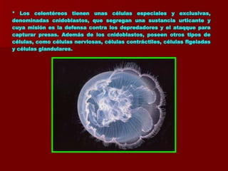 * Los celentéreos tienen unas células especiales y exclusivas, denominadas cnidoblastos, que segregan una sustancia urticante y cuya misión es la defensa contra los depredadores y el ataqque para capturar presas. Además de los cnidoblastos, poseen otros tipos de células, como células nerviosas, células contráctiles, células flgeladas y células glandulares.   