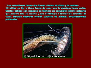 * Los celentéreos tienen dos formas vitales: el pólipo y la medusa. -El pólipo es fijo y tiene forma de saco con la abertura hacia arriba. Ciertos pólipos son capaces de fabricar un esqueleto interno calcáreo que perdura tras su muerte y que contribuye a formar los arrecifes de coral. Muchas especies forman colonias de pólipos, frecuentemente polimorfas. 