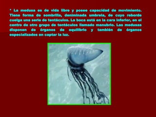 * La medusa es de vida libre y posee capacidad de movimiento. Tiene forma de sombrilla, deniminada umbrela, de cuyo reborde cuelga una serie de tentáculos. La boca está en la cara inferior, en el centro de otro grupo de tentáculos llamado manubrio. Las medusas disponen de órganos de equilibrio y también de órganos especializados en captar la luz. 