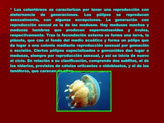 * Los celentéreos se caracterizan por tener una reproducción con aleternancia de generaciones. Los pólipos se reproducen asexualmente, con algunas excepciones. La generación con reproducción sexual es la de las medusas. Hay medusas machos y medusas hembras que producen espermatozoides y óvulos, respectivamente. Tras la fecundación externa se forma una larva, la plánula, que cae al fondo del medio acuático y forma un pólipo que da lugar a una colonia mediante reproducción asexual por gemación o escisión. Ciertos pólipos especializados o gonozoides dan lugar a medusas, siempre por reproducción asexual, y así se inicia de nuevo el ciclo. En relación a su clasificación, comprende dos subfilos, el de los nidarios, provistos de células urticantes o nidoblastos, y el de los tenóforos, que carecen de ellas. 