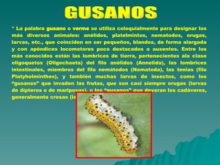 GUSANOS * La palabra  gusano  o  verme  se utiliza coloquialmente para designar los más diversos animales: anélidos, platelmintos, nematodos, orugas, larvas, etc., que coinciden en ser pequeños, blandos, de forma alargada y con apéndices locomotores poco destacados o ausentes. Entre los más conocidos están las lombrices de tierra, pertenecientes ala clase oligoquetos (Oligochaeta) del filo anélidos (Annelida), las lombrices intestinales, miembros del filo nemátodos (Nematoda), las tenias (filo Platyhelminthes), y también muchas larvas de insectos, como los “gusanos” que invaden las frutas, que son casi siempre orugas (larvas de dípteros o de mariposas), o los “gusanos” que devoran los cadáveres, generalmente cresas (larvas de moscas).  