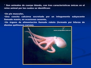 * Son animales de cuerpo blando, con tres características únicas en el reino animal por las cuales se identifican: Un pie muscular,  Una concha calcárea secretada por un integumento subyacente llamado manto, en ocasiones ausente,  Un órgano de alimentación llamado rádula (formada por hileras de dientes quitinosos curvos).  